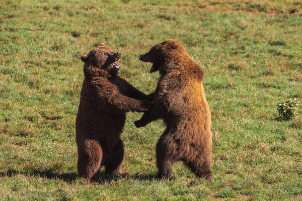 Vue Latérale Dangereux Ours Bruns Debout Sur Pelouse Verte Battant — Photo