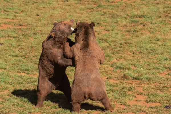 Boční Pohled Nebezpečné Hnědé Medvědy Stojící Zeleném Trávníku Bojující Otevřenými — Stock fotografie