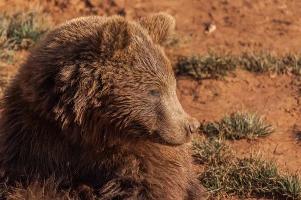 Dziki Niedźwiedź Brunatny Siedzący Piaszczystym Stoku Słoneczny Dzień Lesie — Zdjęcie stockowe