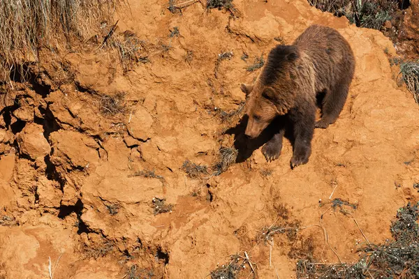 Seitenansicht Von Wildem Braunbär Der Sonnigen Tagen Wald Sandhang Steht — Stockfoto