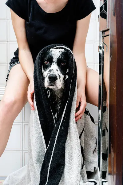 Dorosła Właścicielka Suszy Futro Posłusznej Angielskiej Seter Używając Miękkiego Ręcznika — Zdjęcie stockowe