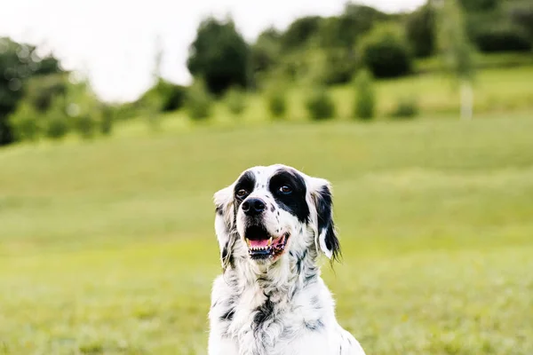 Curious Adult English Setter Dog Looking Camera Interest While Resting — Stock Photo, Image