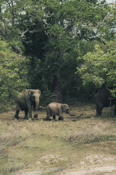 Bébé Éléphants Adultes Marchant Long Pelouse Verte Près Des Arbres — Photo