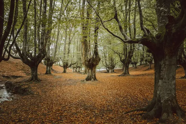 Старый Толстый Ствол Дерева Коричневыми Ветвями Небольшие Зеленые Листья Саду — стоковое фото
