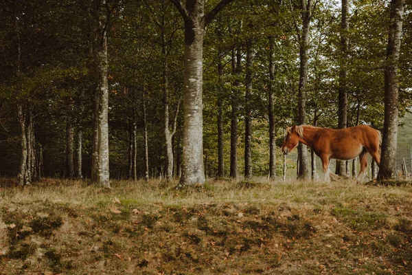 Chestnut Horse Grazing Green Pasture Forest Afternoon Countryside — Stock Photo, Image