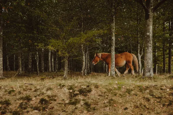 Cavalo Castanha Pastando Pasto Verde Floresta Tarde Campo — Fotografia de Stock