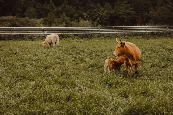 Boční Pohled Hnědou Krávu Malým Telátkem Pasoucím Oploceném Výběhu Lesa — Stock fotografie