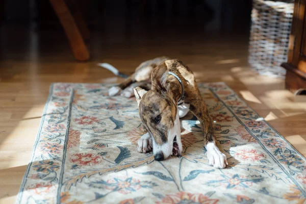 Ισπανικό Σκυλί Sighthound Στο Χαλί Στο Σπίτι — Φωτογραφία Αρχείου