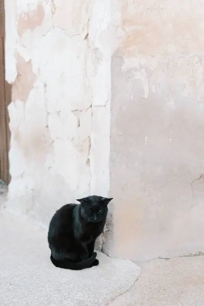 Triste Sem Teto Gato Com Pele Preta Sentado Esquina Velho — Fotografia de Stock
