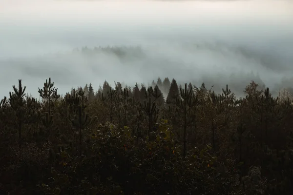 Yeşil Ağaçlar Vadiyi Kaplayan Yoğun Sis Ile Sabah Erken Saatlerde — Stok fotoğraf