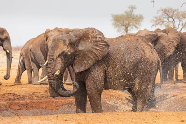 Groep Olifanten Verzameld Zandgrond Nabij Droge Planten Savuti Gebied Botswana — Stockfoto