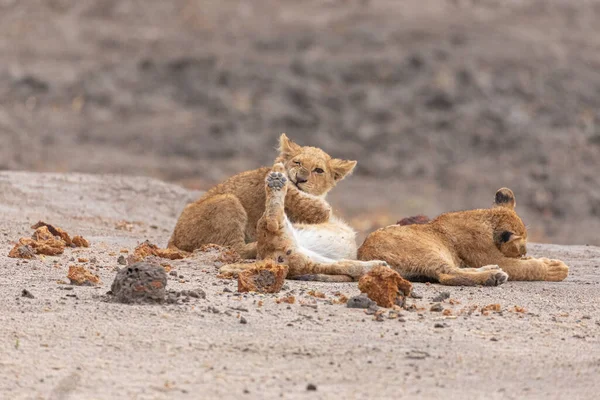 Pełna Długość Trzech Małych Dzikich Lwiątek Bawiących Się Razem Siedząc — Zdjęcie stockowe