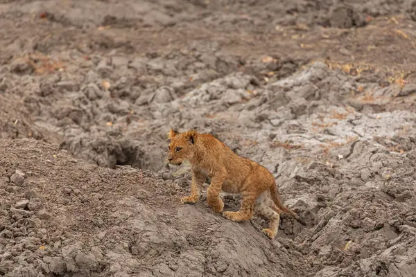 Full Length Little Wild Lion Cub Walking Savuti Area Southern — Stock Photo, Image