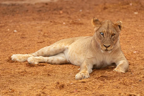 Cuerpo Completo Magnífica Leona Salvaje Tumbada Tierra Seca Mirando Cámara —  Fotos de Stock