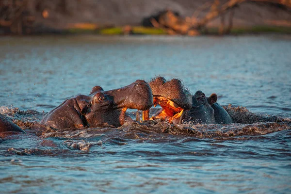 在非洲博茨瓦纳乔布河水中激烈战斗的野生攻击性河马的拒捕 — 图库照片
