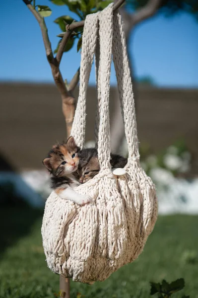 Adorable Kittens Relaxing Knitted Handbag Hanging Tree Branch Courtyard Sunny — Stock Photo, Image