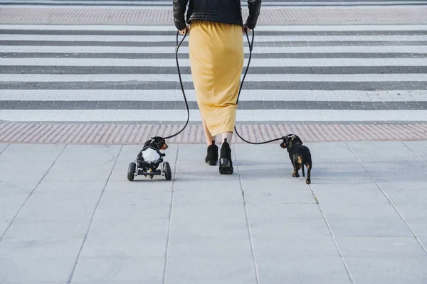 Vue arrière de la femme des cultures marchant avec des animaux de compagnie et un chien handicapé paralysé Dachshund avec fauteuil roulant dans la rue — Photo de stock