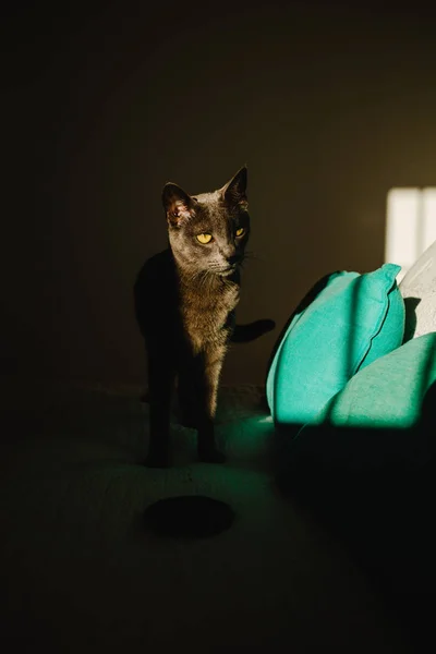 Chat mignon debout sur le lit sous le rayon de lumière dans la chambre sombre — Photo de stock
