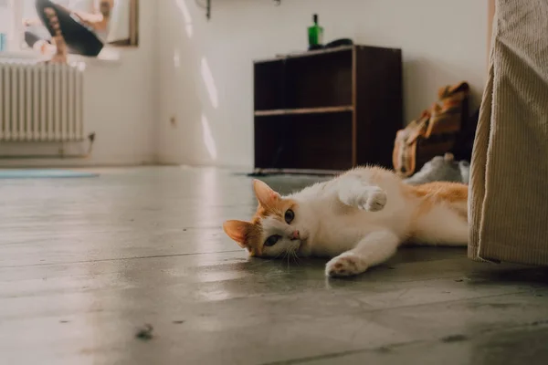 Gingembre sain chat domestique roulant sur le sol de la chambre, personne méconnaissable sur le rebord de la fenêtre — Photo de stock