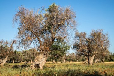 İstila edilmiş zeytin ağaçları (bakteri Xylella Fastidiosa), Salento, Güney İtalya
