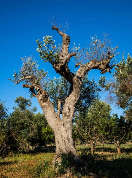 İstila edilmiş zeytin ağaçları (bakteri Xylella Fastidiosa), Salento, Güney İtalya
