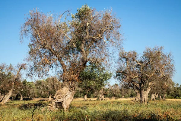 İstila edilmiş zeytin ağaçları (bakteri Xylella Fastidiosa), Salento, Güney İtalya