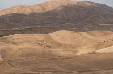 Kırgızistan 'da sonbaharda tuhaf dağ oluşumları. Dünya yüzeyinin doğal arka planı. Sığırlar tepelerde otlar..