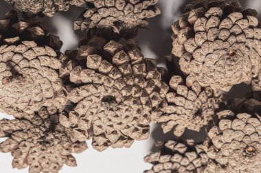 Beyaz arka planda çam kozalakları. Doğal arka plan..