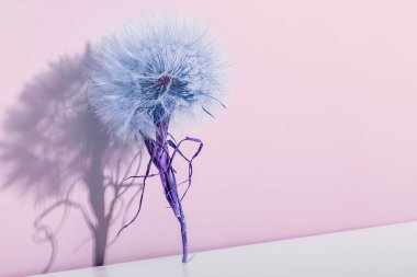 Kurumuş karahindiba çiçekli, leylak ve pembe tonlu soyut kompozisyon. Tonu ayarlanmış resim.