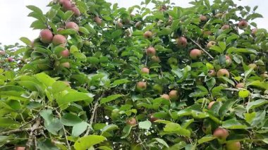 Elma ağacı hasada hazır sayısız olgun elmayla dolu. Bereketli yeşil yapraklar, meyve bahçesi ortamında verimli bir mevsimi temsil eden canlı kırmızı elmalarla tezat oluşturuyor..