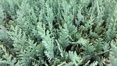 Bahçe ortamında yemyeşil yapraklar sergilenen yoğun yeşil çalılar. Her zaman yeşil olan bitki çerçeveyi doldurarak, yaprakların detaylı dokularını ön plana çıkarıyor. Doğa temalı içerik ve bahçıvanlık görselleri için ideal