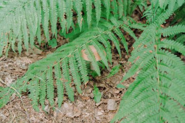 Bereketli yeşil eğreltiotu yaprakları orman ortamındaki gizli bir mantarı kısmen örtüyor. Yakın çekim görüntüsü doğal dokuları ve sakin açık hava ortamını vurguluyor, bir keşif hissi yakalıyor..