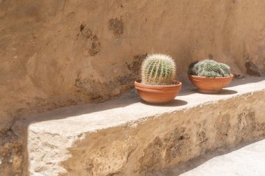 Terracotta kaplarında iki kaktüs bitkisi taştan bir çıkıntının üzerinde sergileniyor, kırsal bir zeminde doğal güzelliklerini ön plana çıkarıyorlar. Topraksı tonlar, sakin bir açık hava sahnesi yaratır.