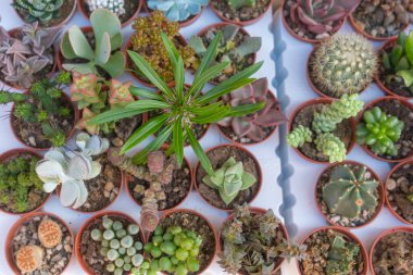 Çeşitli sulu ve kaktüsler, eşsiz şekillerini ve canlı renklerini sergileyerek küçük saksılarda güzelce düzenlenir. Bahçıvanlık meraklıları ve ev dekorasyonu ilhamı için mükemmel.