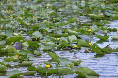 Narin çiçekler ve yapraklar durgun suda sakince yüzerler. Barışçıl detay, doğa, refah ve çevre tasarım projeleri için ideal uyum ve kırılganlığı yakalar..
