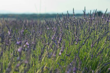 Yumuşak lavanta çiçekleri güneşin son ışınları altında ışıldar. İzleyicileri taze ve sakin nefes almaya davet eder. Doğal güzellik hakkındaki tasarımlar için mükemmeldir.