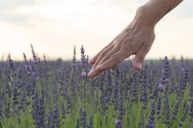 Yumuşak bir el, akşam vakti lavanta çiçeklerini fırçalar ve sükuneti uyandırır. Doğa ve hassas özgünlükle bağlantı sağlık kaplıcaları veya yaşam tarzı markalaşma görselleri için idealdir