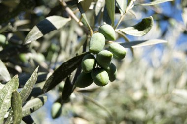 Yeşil zeytinli bir zeytin dalı. Ağaçta zeytin.