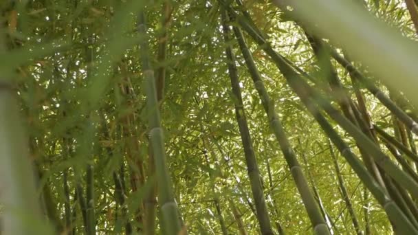 Stonky bambusu v bambusovým háji.