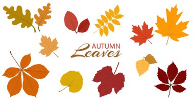 Farklı izole sonbahar yapraklarının, düz vektör şeklinde toplanması. Mevsimlik tasarım, desenler, kartlar, davetiyeler, dekorasyon için ideal. Beyaz arkaplanda vektör illüstrasyonu.