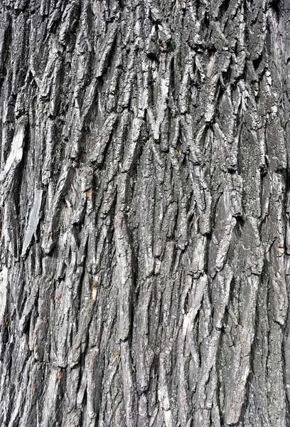 Tekstura Wiąz Kora Drzewa Świetle Dziennym — Zdjęcie stockowe