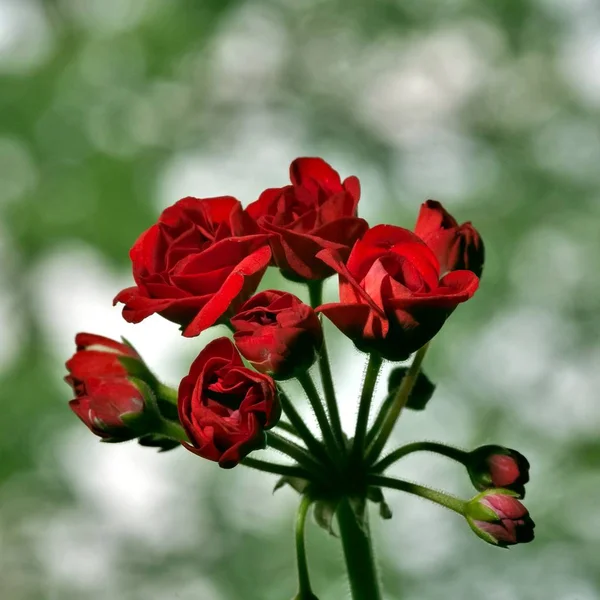Begin Bloom Buds Red Geranium Soft Green Background Flowers Resemble — Stock Photo, Image