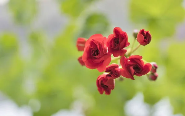 Begin Bloom Buds Red Geranium Soft Green Background Flowers Resemble — Stock Photo, Image