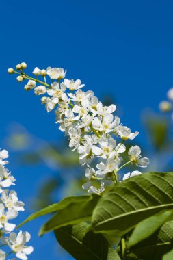 Mavi bahar gökyüzü arka plan üzerinde kuş kiraz çiçeklenme