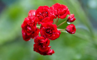 Sardunya yumuşak yeşil zemin çiçek tomurcukları başlar, küçük gül çiçek benzer