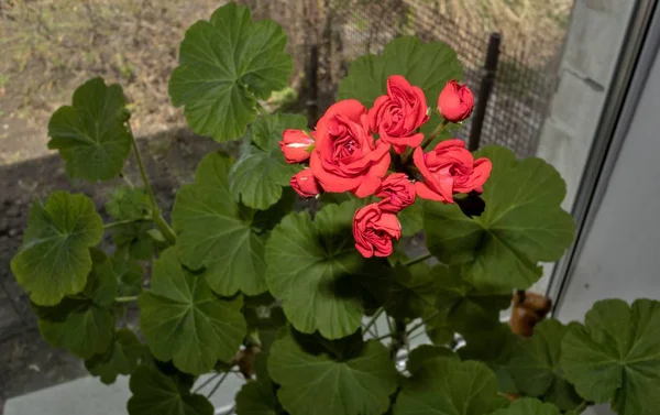 Beginnen Knospen Roter Geranien Auf Natürlichem Grünen Hintergrund Blühen Blumen — Stockfoto