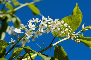 Mavi bahar gökyüzü arka plan üzerinde kuş kiraz çiçeklenme