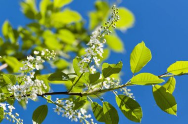 Mavi bahar gökyüzü arka plan üzerinde kuş kiraz çiçeklenme