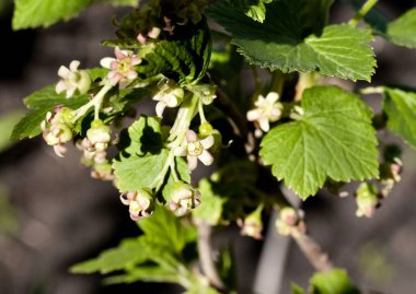 siyah frenk üzümü çiçek yakın - görünür stamens ve pistils, yukarı, sığ derinlik-in tarla, Güney Urallar