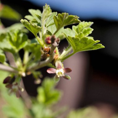 çiçekler Bektaşi yakın çekim, görünür stamens ve pistils, sığ derinlik-in tarla, Güney Urallar